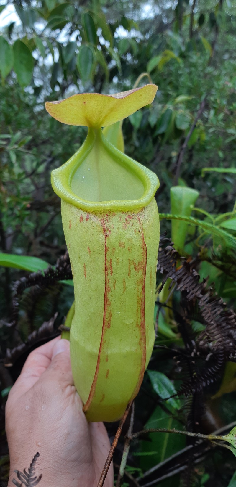 Nepenthes latiffiana