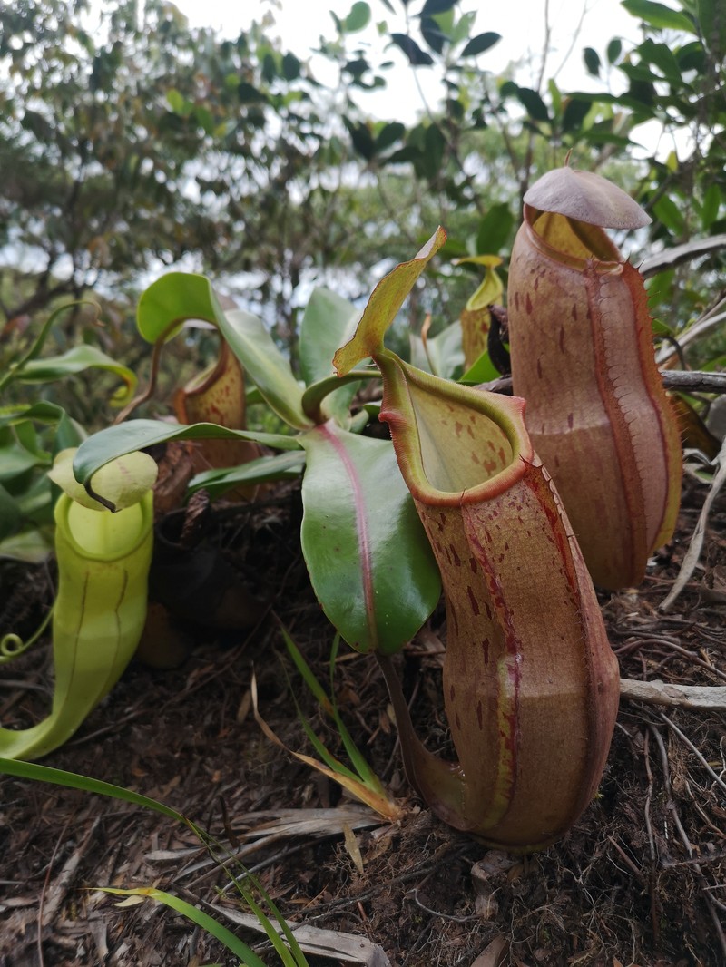 Nepenthes latiffiana photo 2