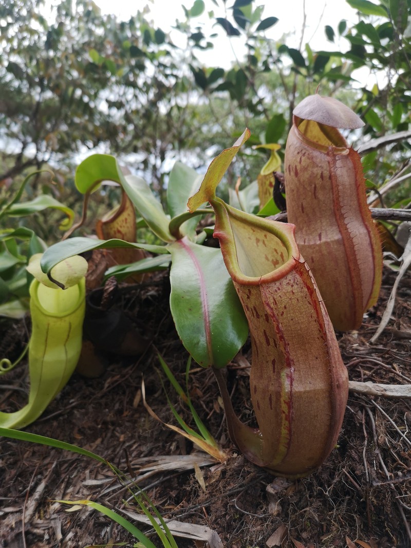Nepenthes latiffiana photo 3