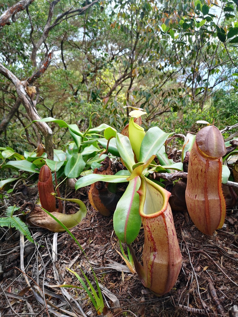 Nepenthes latiffiana photo 4