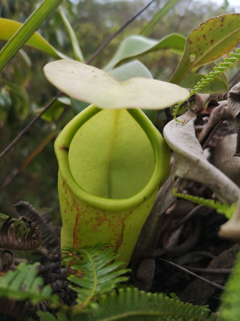 Nepenthes latiffiana photo 5
