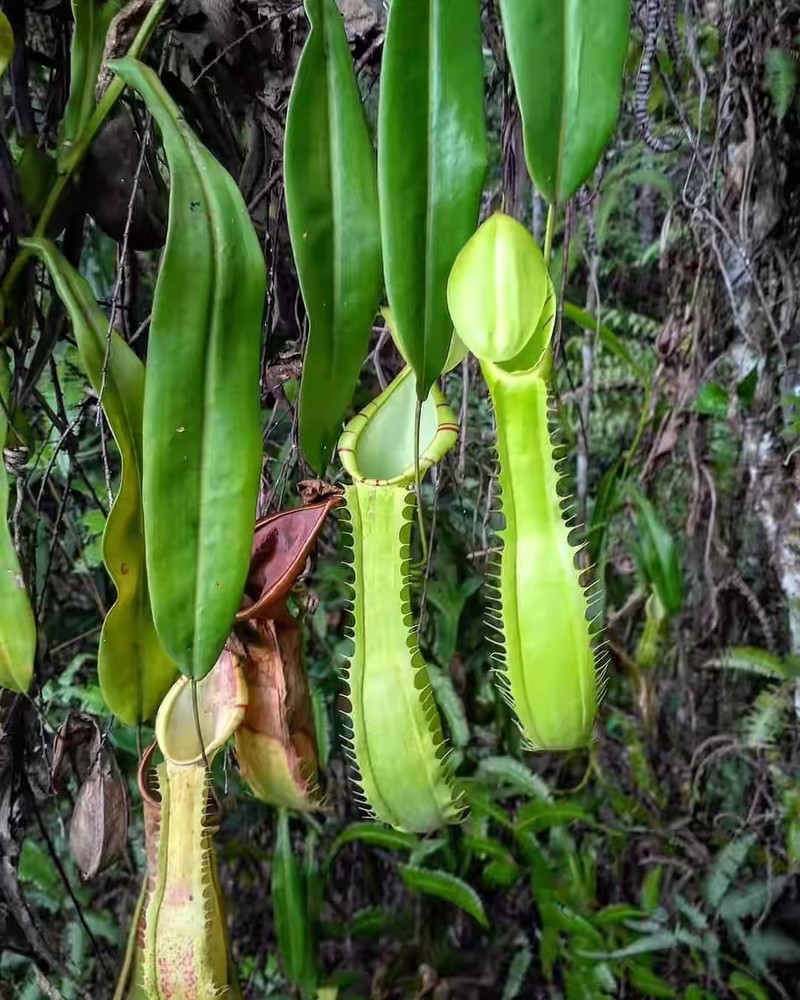 Nepenthes longiptera