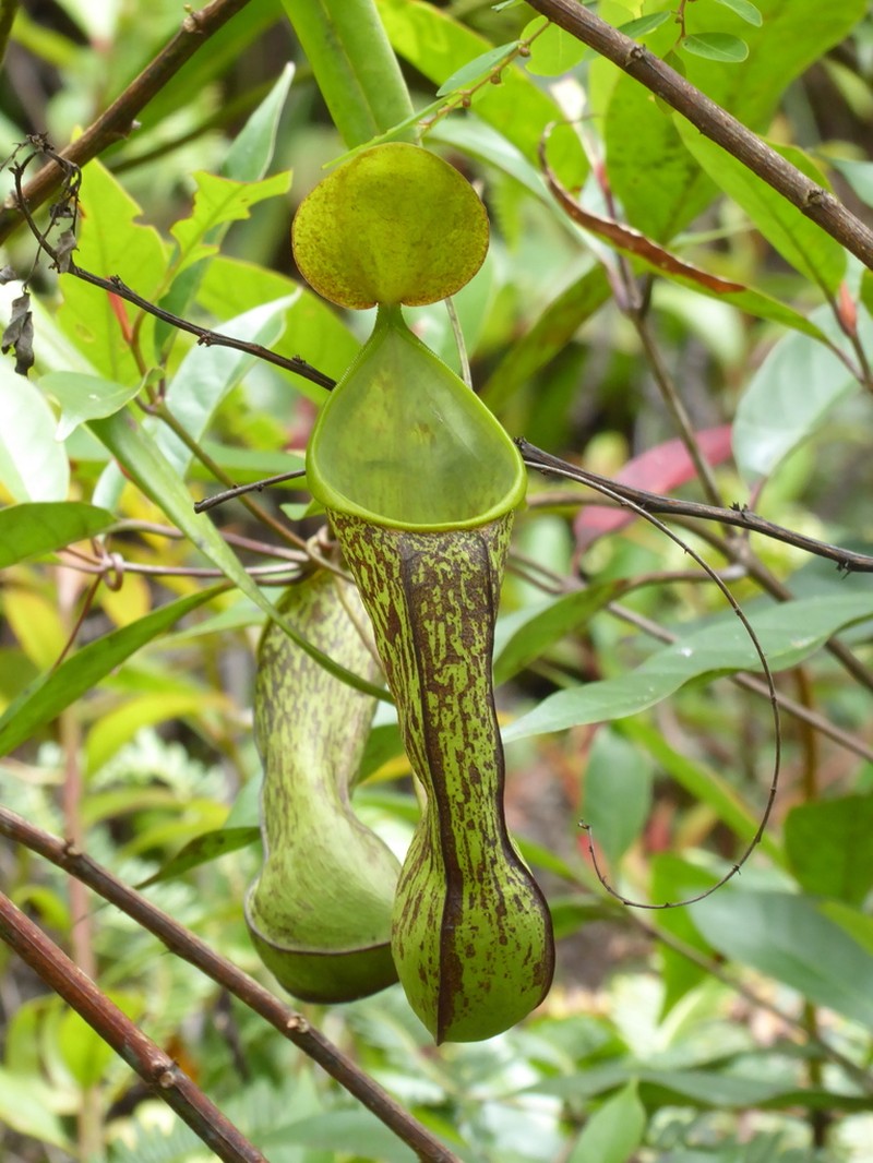 Nepenthes longiptera photo 3