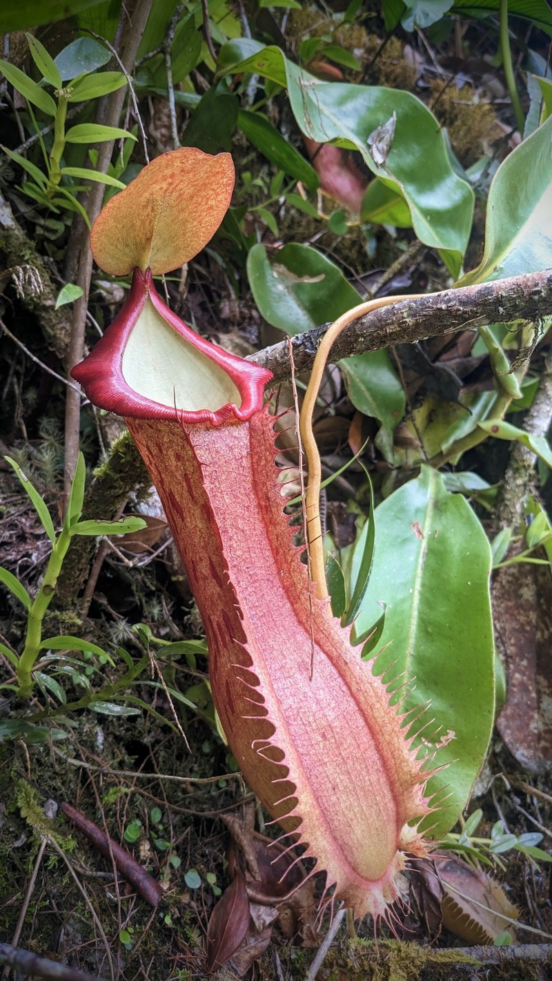Nepenthes longiptera photo 6