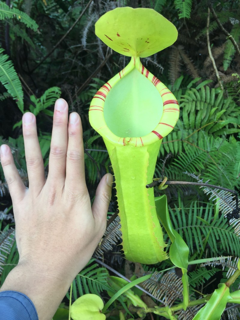 Nepenthes longiptera photo 7