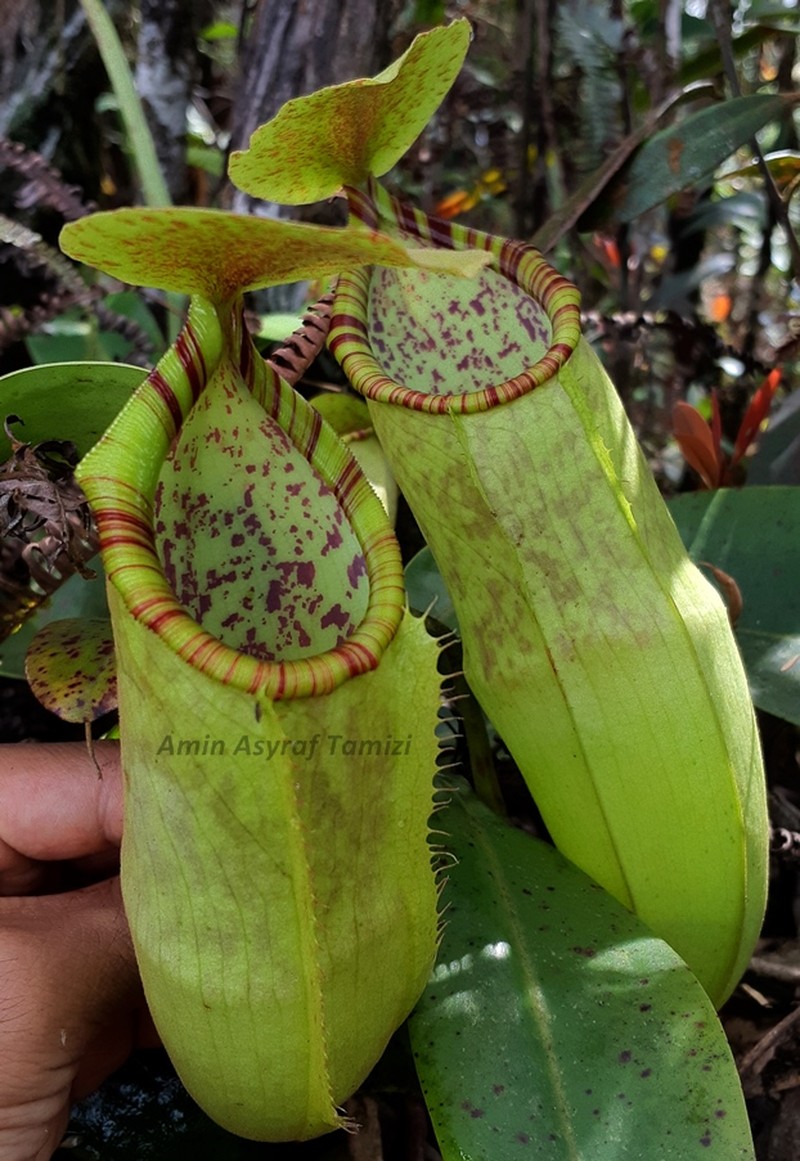 Nepenthes malayensis