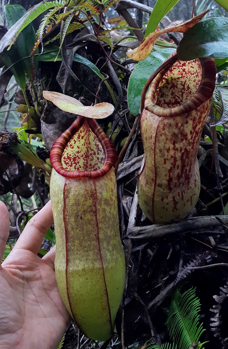Nepenthes malayensis photo 2