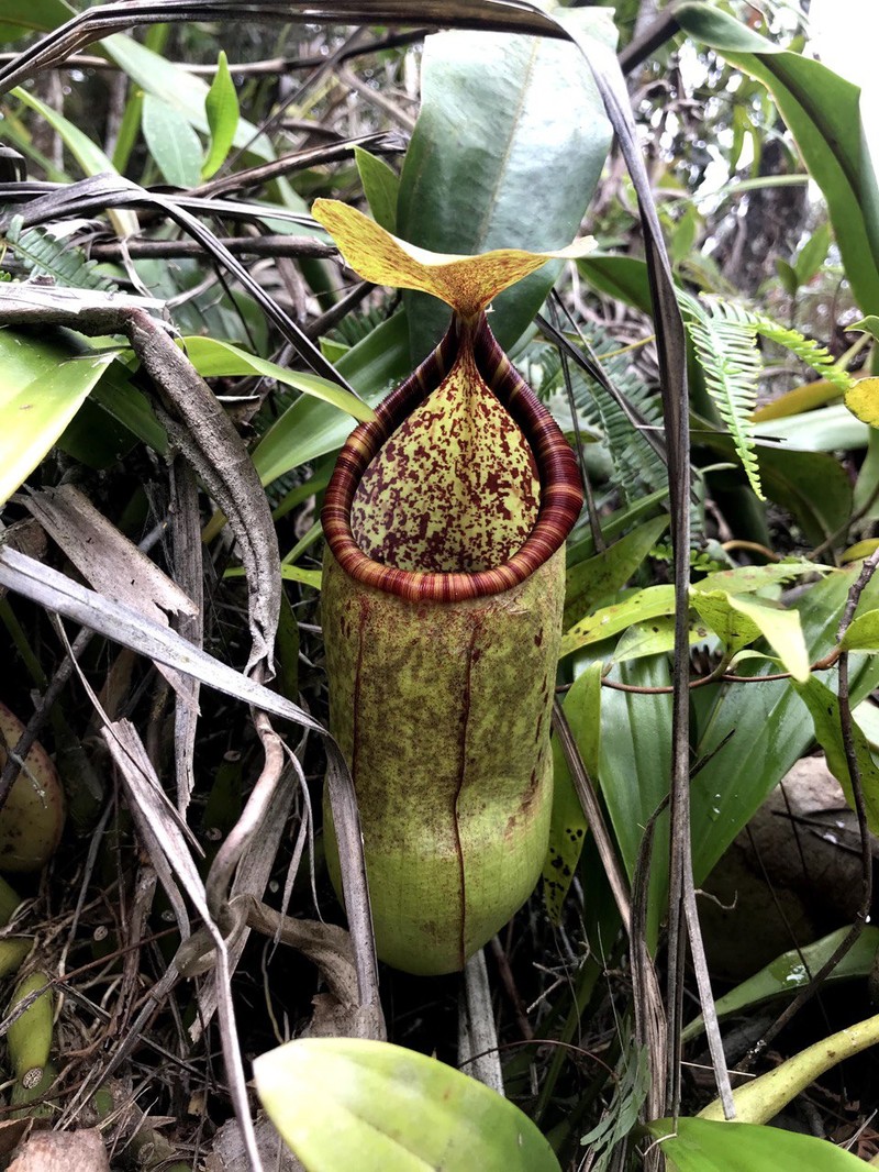 Nepenthes malayensis photo 3