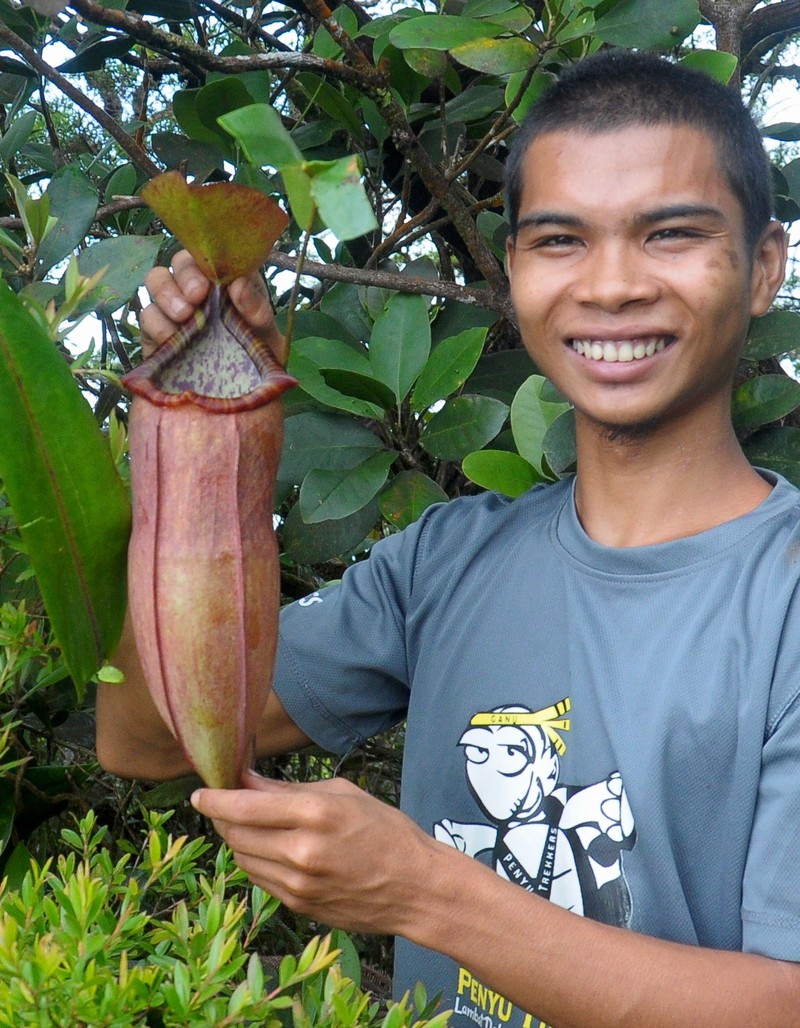 Nepenthes malayensis photo 4