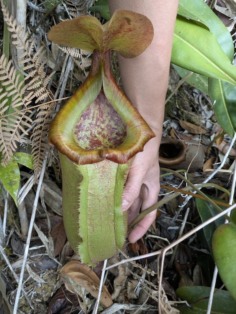Nepenthes malimumuensis