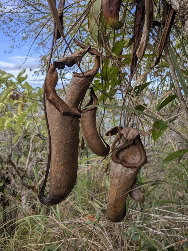 Nepenthes malimumuensis photo 2