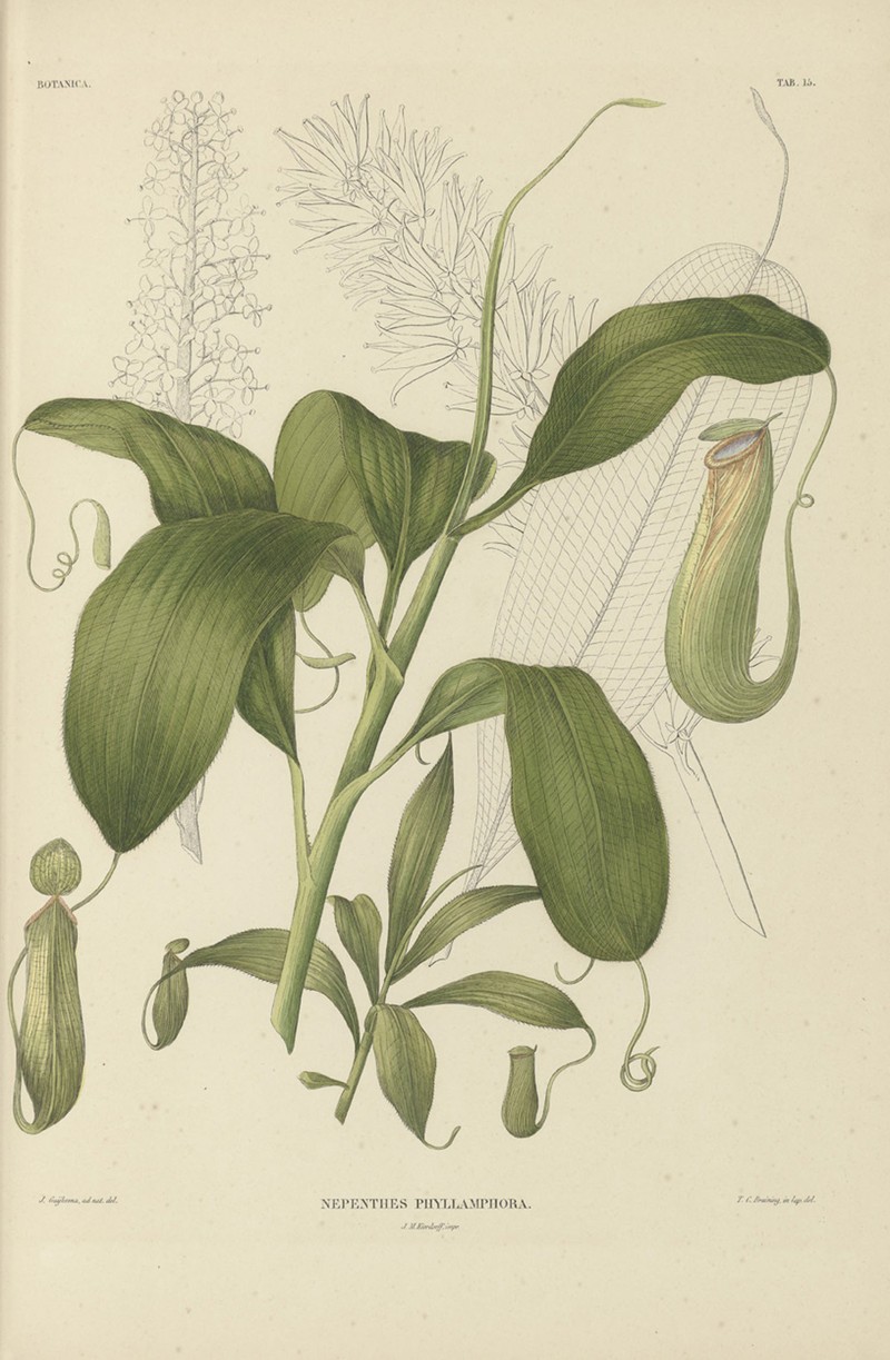 Nepenthes mirabilis photo 2