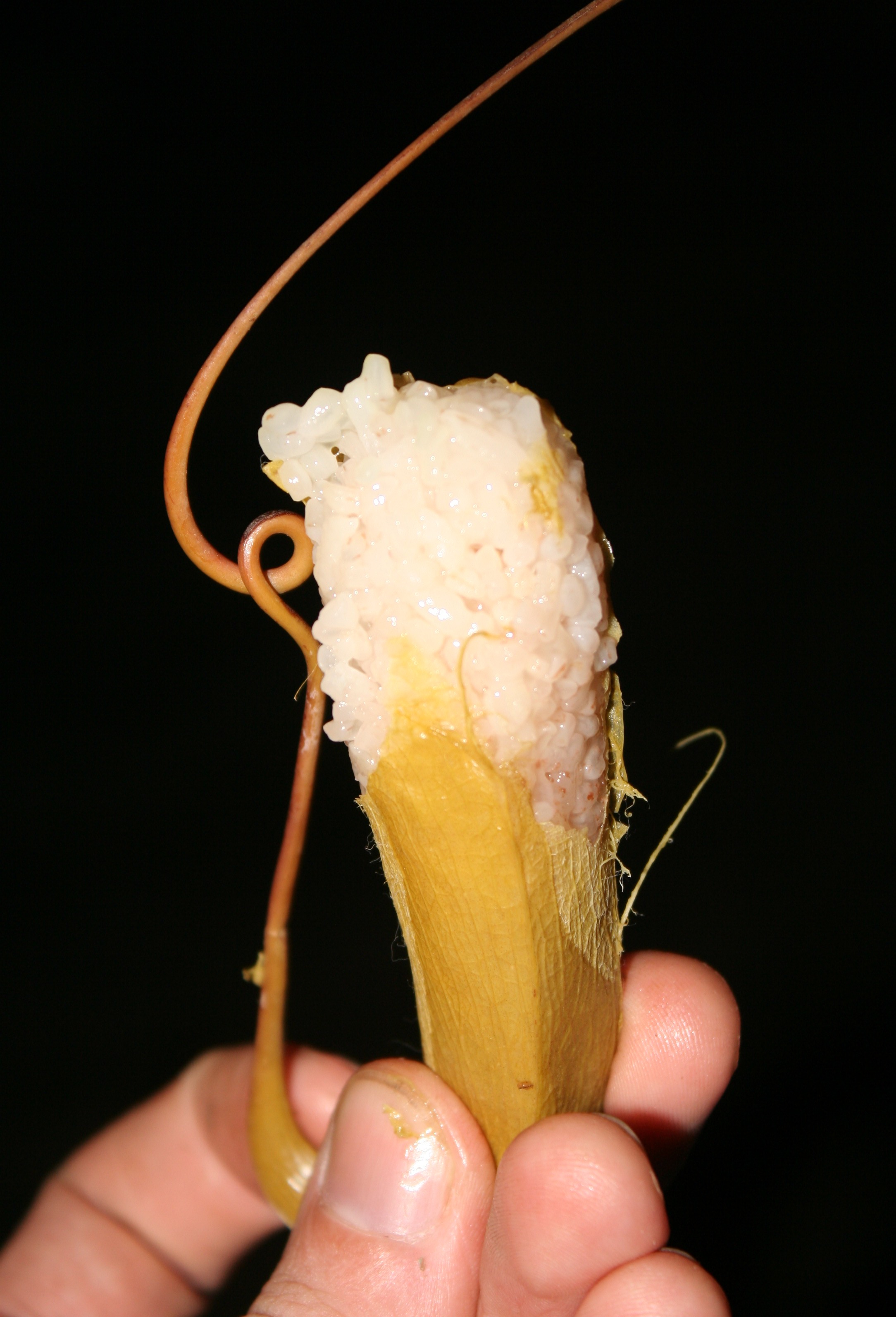Nepenthes mirabilis photo 3