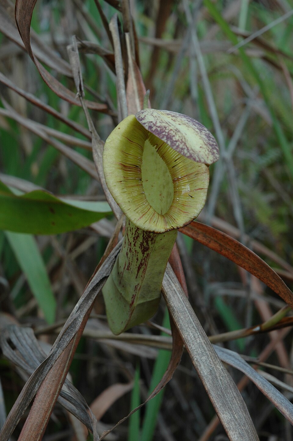 Nepenthes mirabilis photo 4