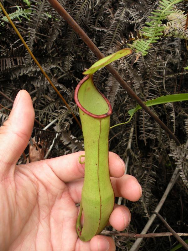 Nepenthes mirabilis photo 5