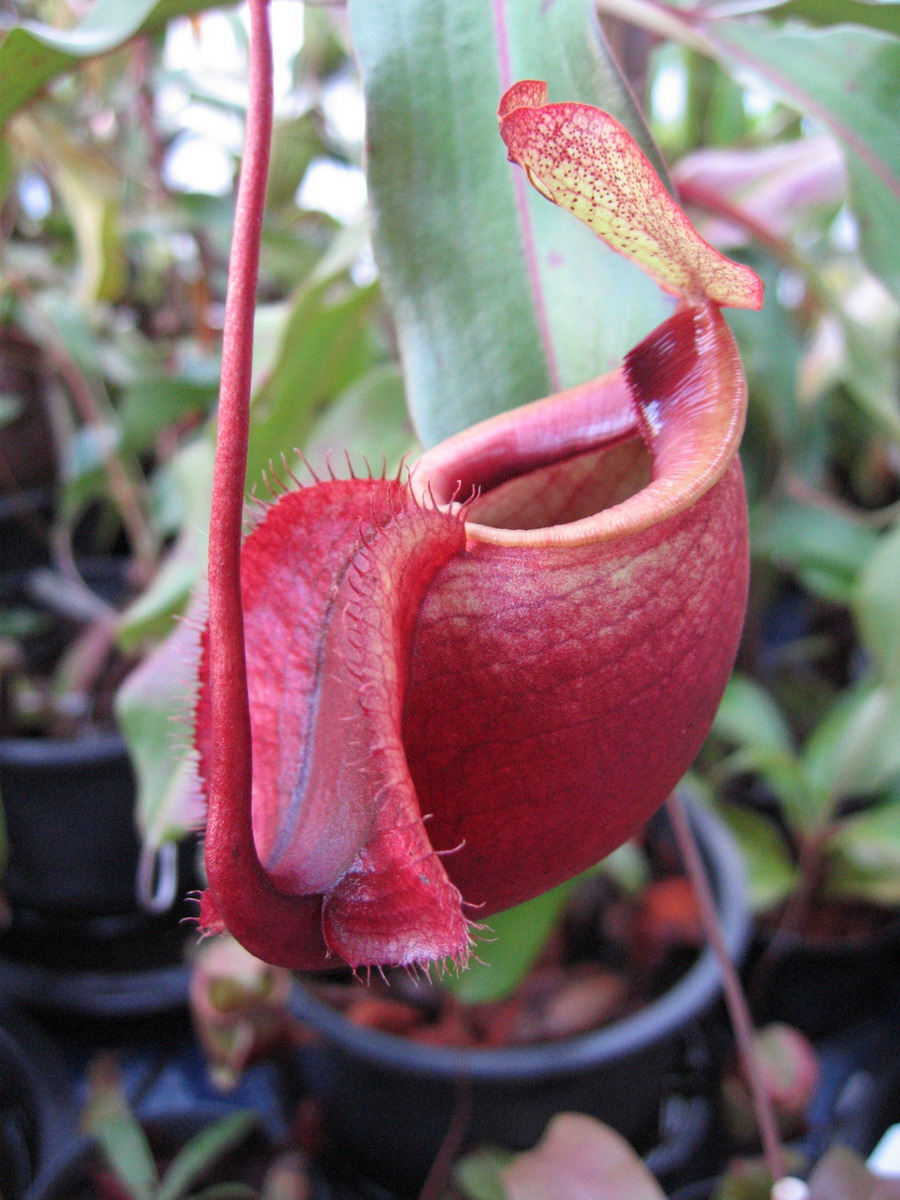 Nepenthes mirabilis photo 6