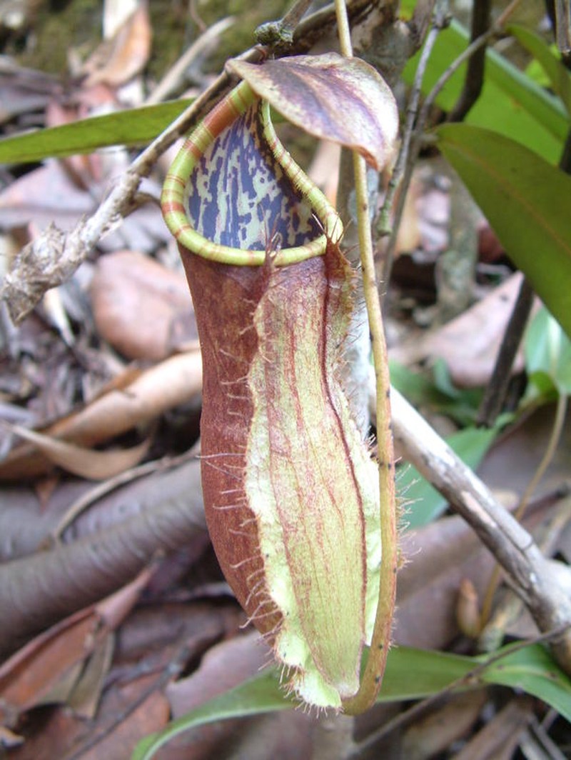 Nepenthes mirabilis photo 7