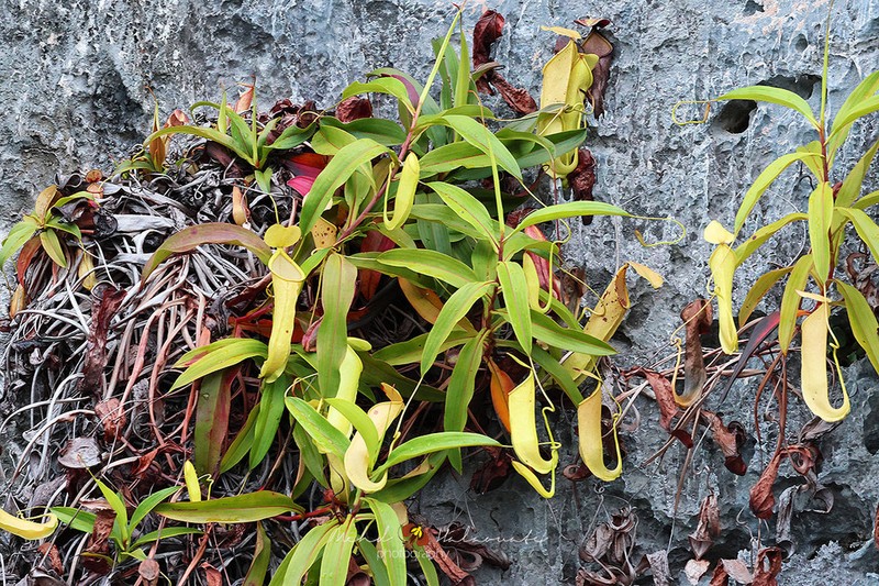 Nepenthes misoolensis photo 2