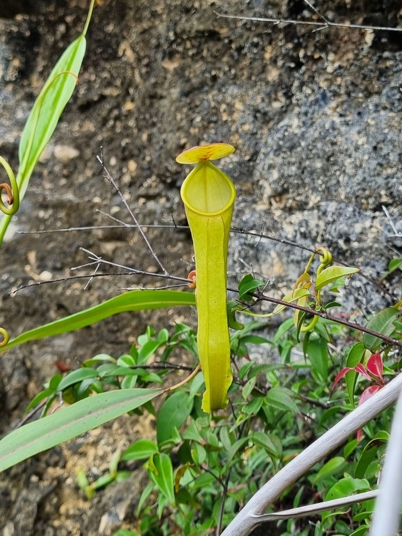 Nepenthes misoolensis photo 3