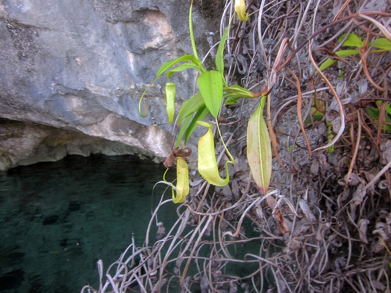 Nepenthes misoolensis photo 4