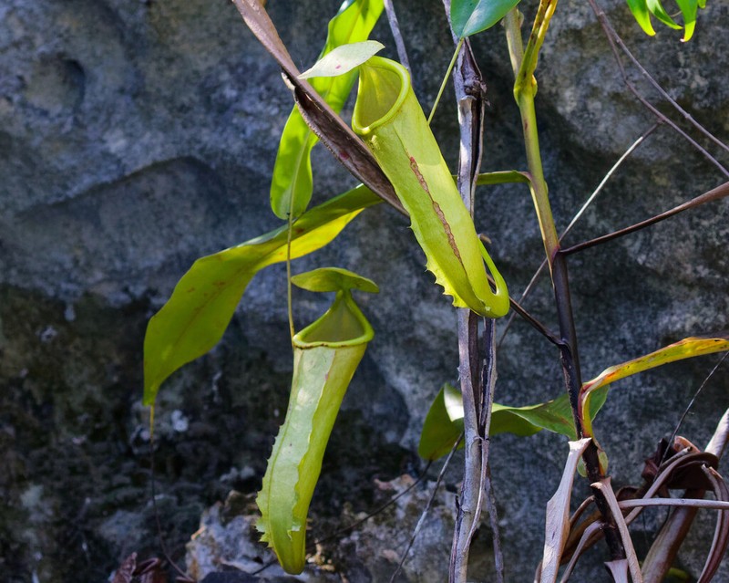 Nepenthes misoolensis photo 6