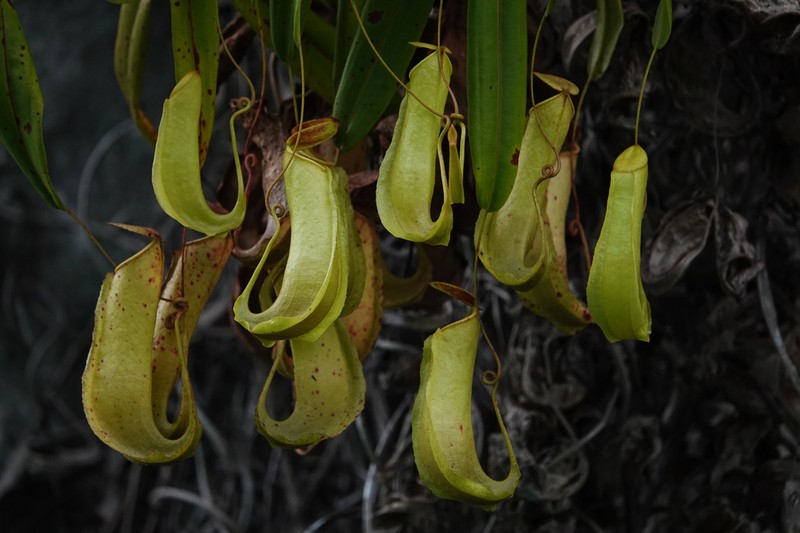 Nepenthes misoolensis photo 7
