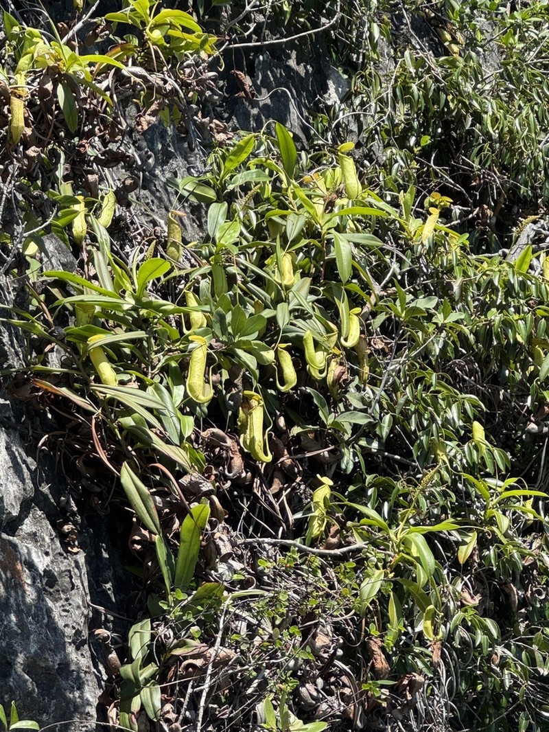Nepenthes misoolensis photo 8