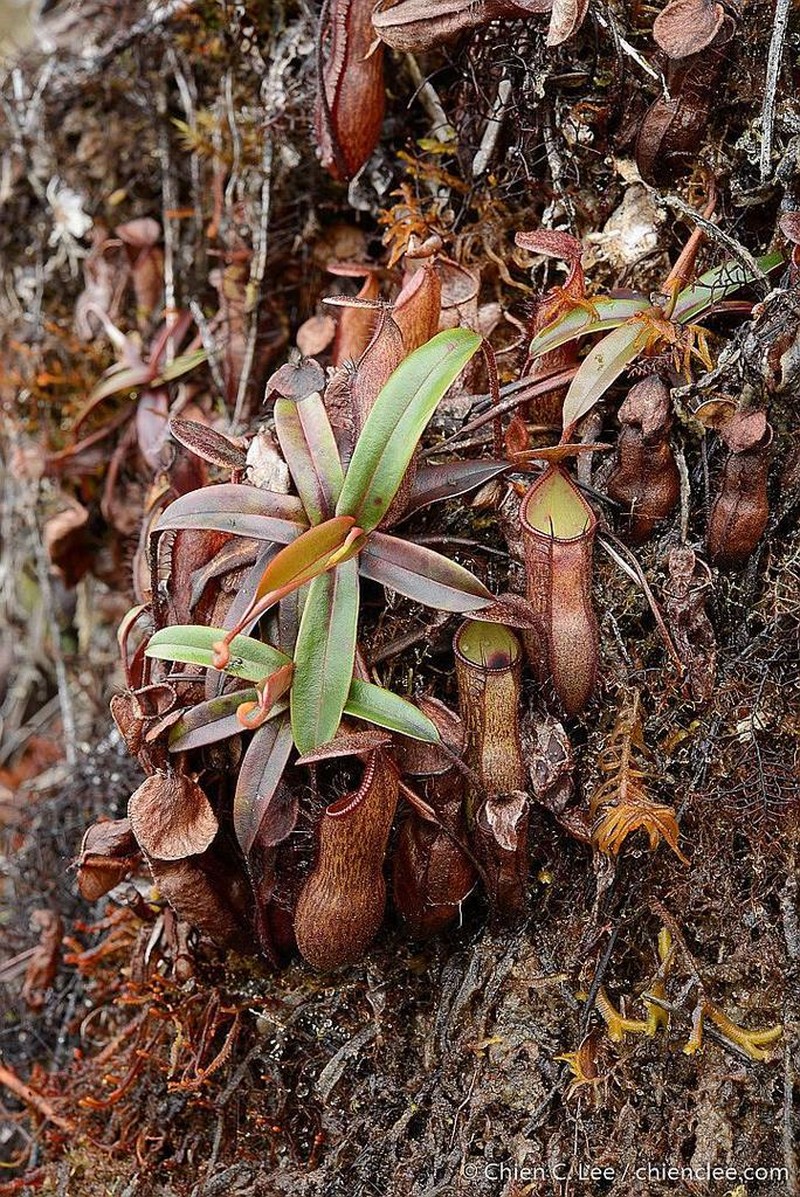 Nepenthes monticola photo 2