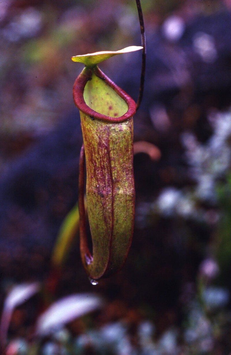 Nepenthes monticola photo 3