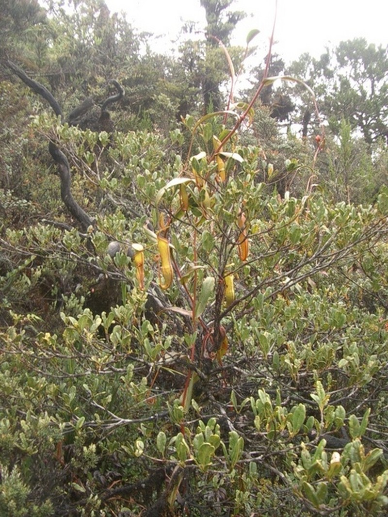 Nepenthes monticola