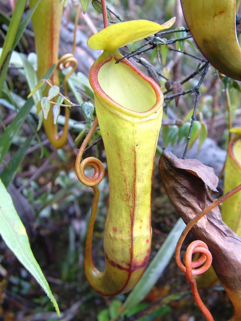 Nepenthes monticola photo 5