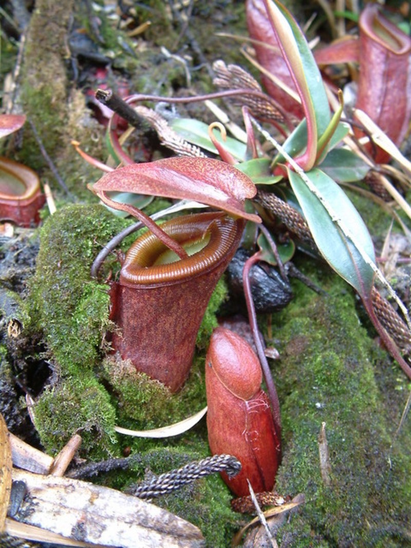 Nepenthes monticola photo 6