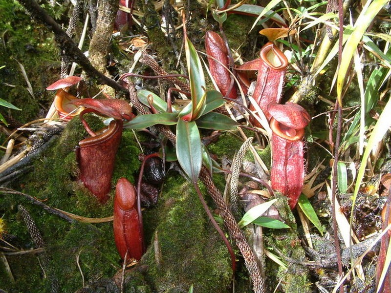 Nepenthes monticola photo 7