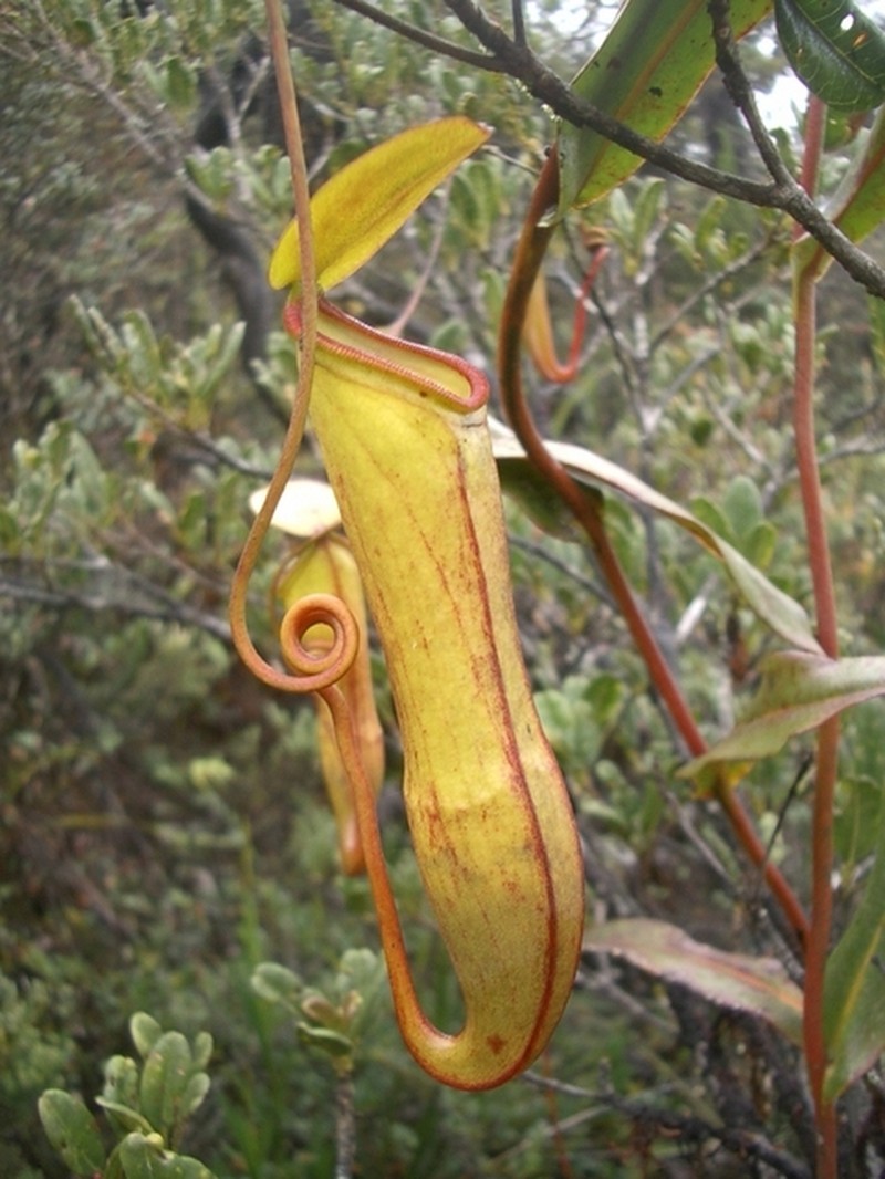Nepenthes monticola photo 8