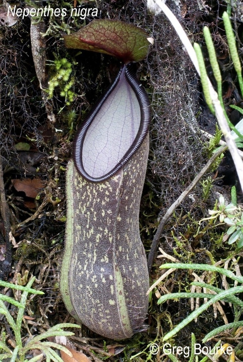 Nepenthes nigra