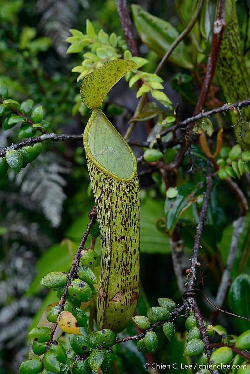 Nepenthes nigra photo 2