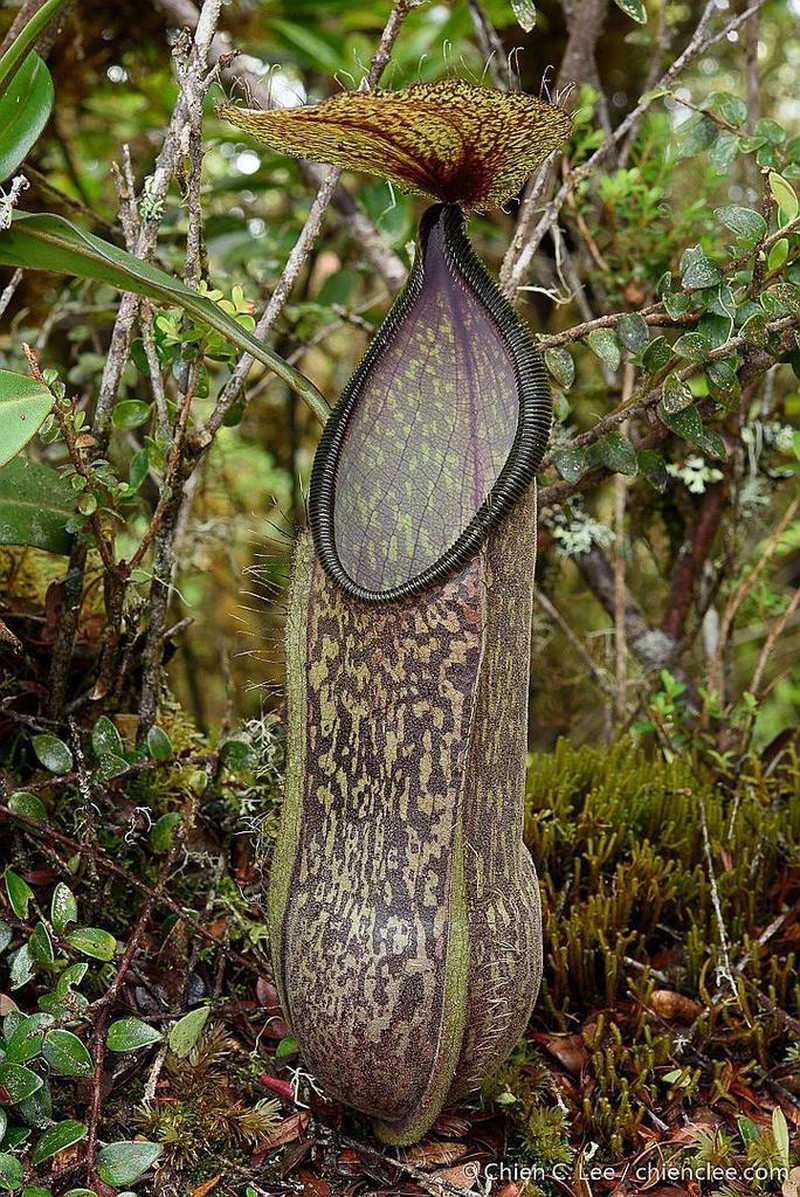 Nepenthes nigra photo 3