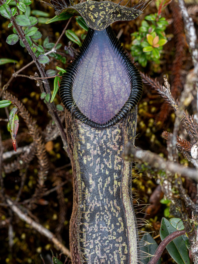 Nepenthes nigra photo 4