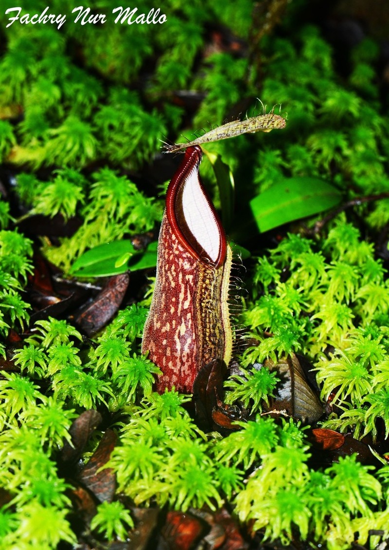 Nepenthes nigra photo 5