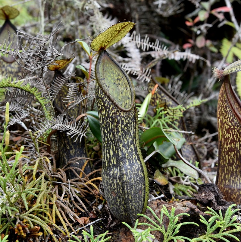 Nepenthes nigra photo 6