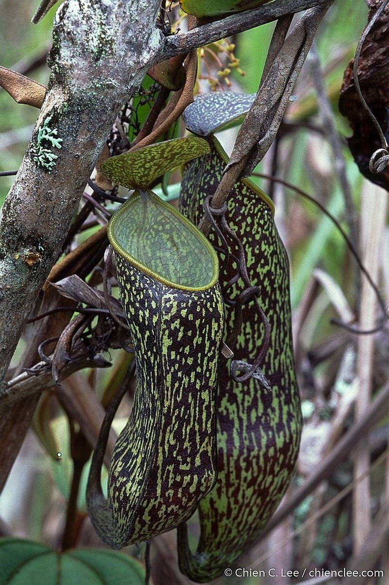 Nepenthes nigra photo 7