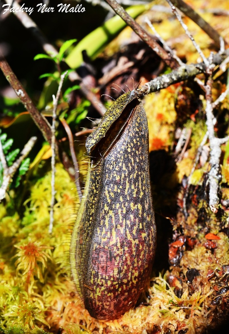 Nepenthes nigra photo 8