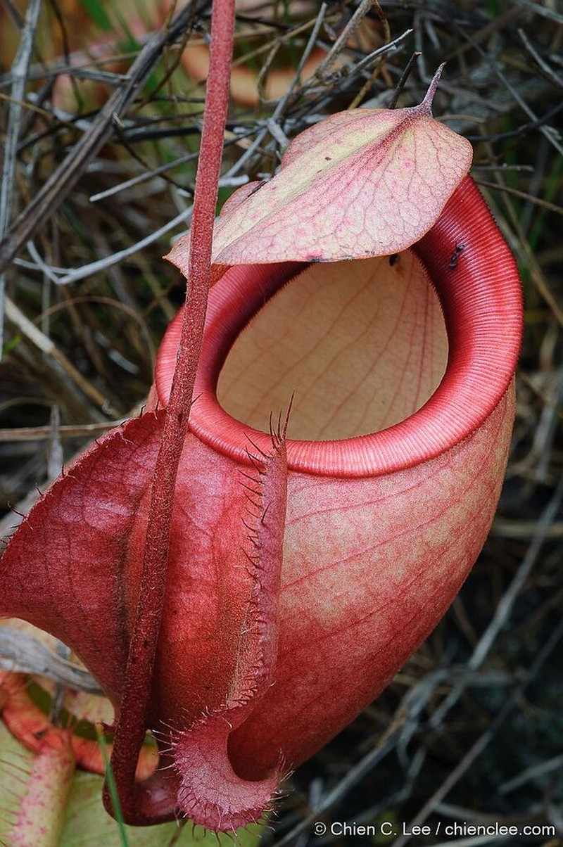 Nepenthes orbiculata