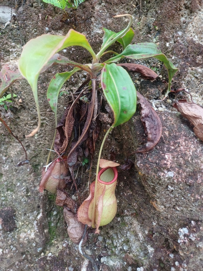 Nepenthes orbiculata photo 3