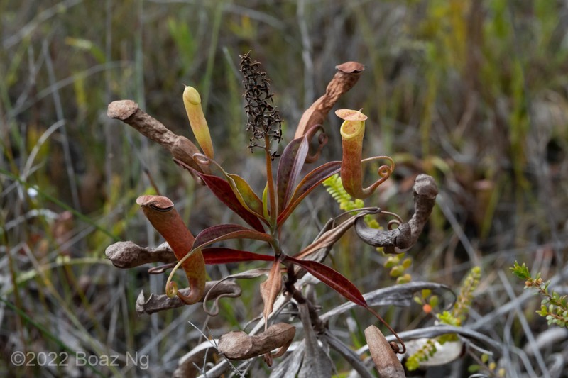Nepenthes parvula