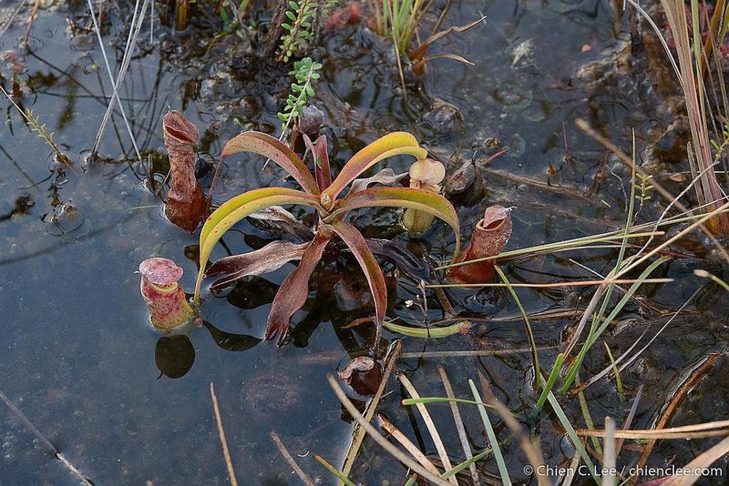 Nepenthes parvula photo 2