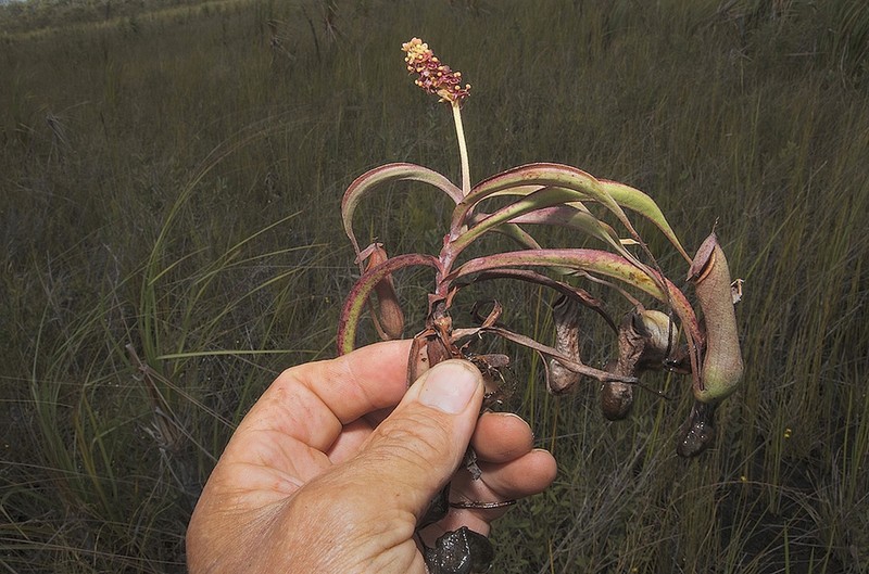 Nepenthes parvula photo 3