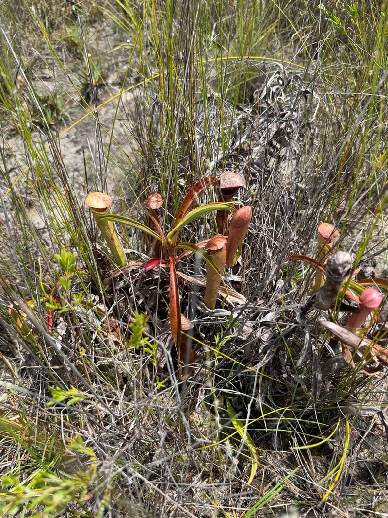Nepenthes parvula photo 4