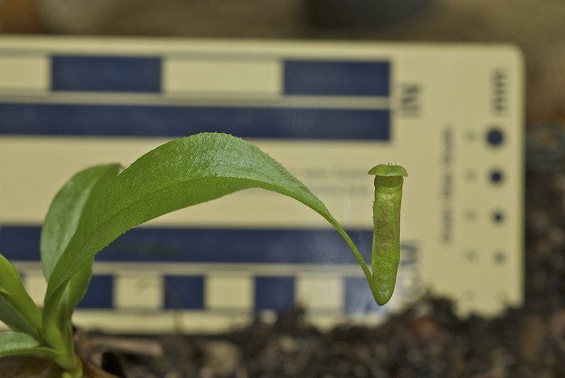 Nepenthes parvula photo 5