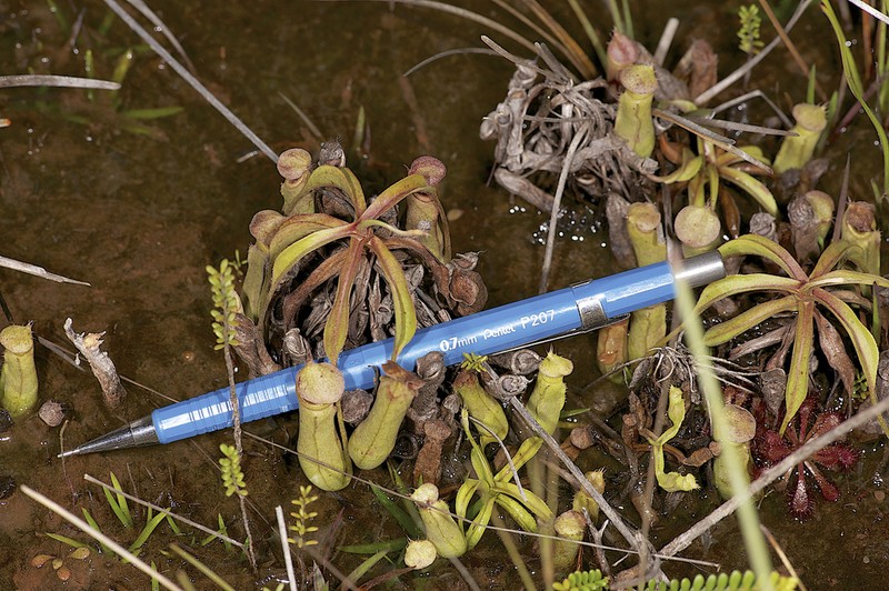 Nepenthes parvula photo 6